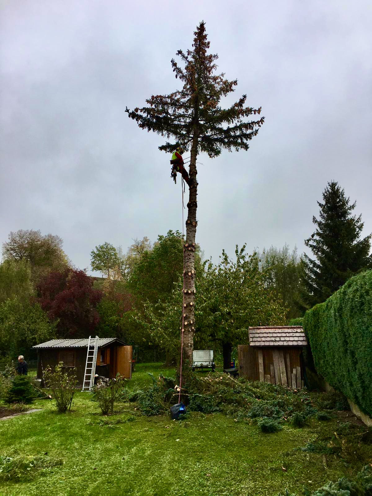 Baumfällungen