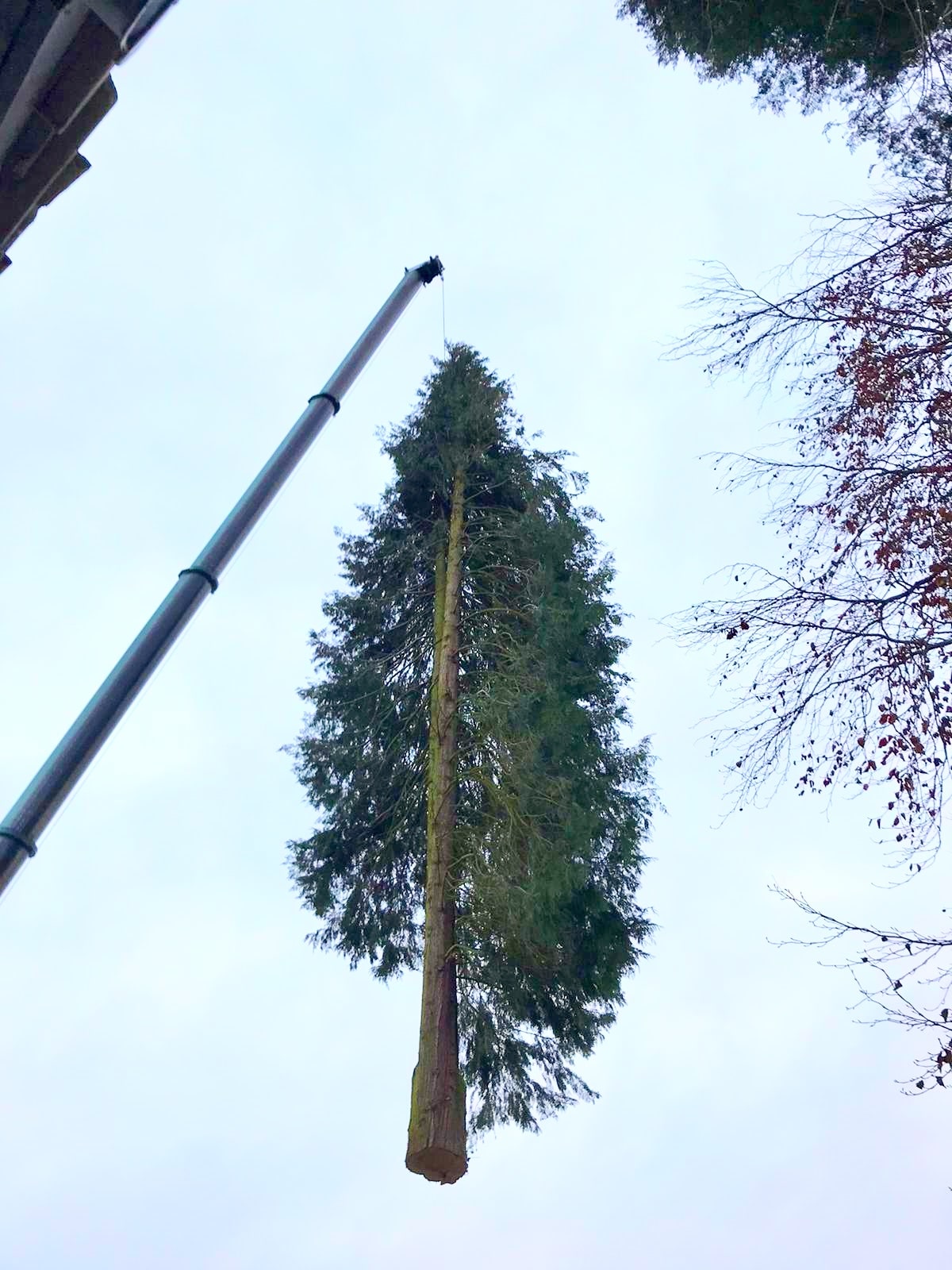Baumfällungen